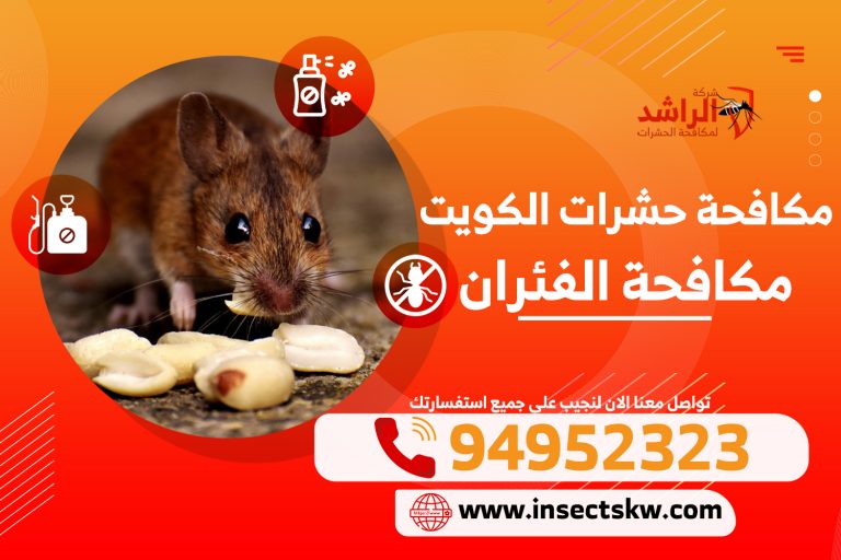 مكافحة الفئران | شركة الراشد لمكافحة الحشرات بالكويت